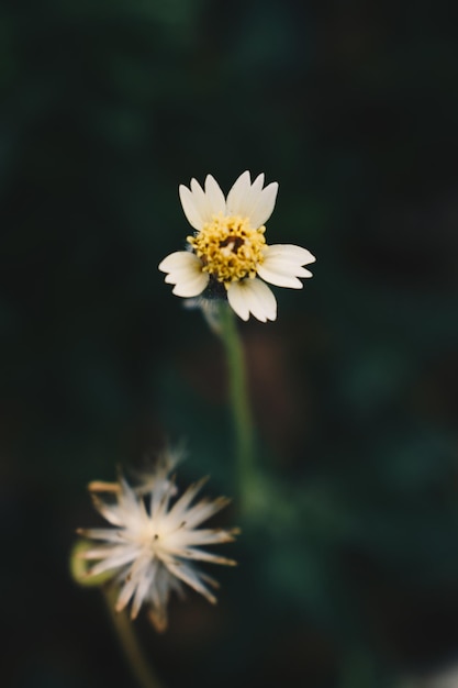 Foto close-up van een witte madeliefjesbloem