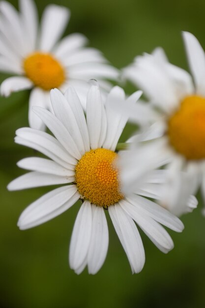 Foto close-up van een witte madeliefjesbloem