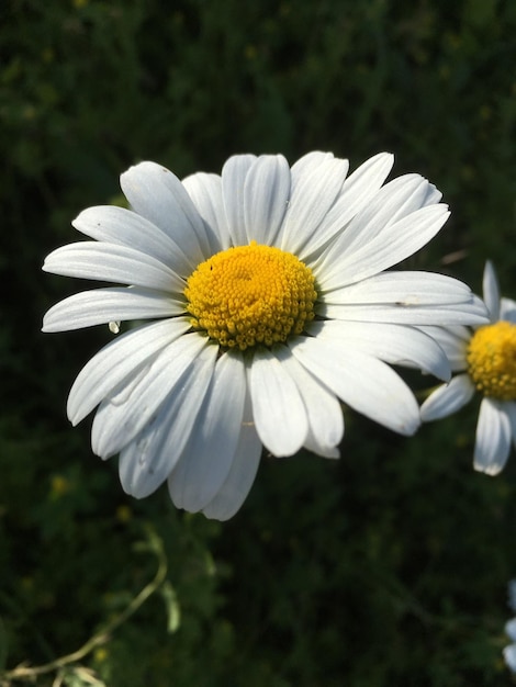 Foto close-up van een witte madeliefjesbloem