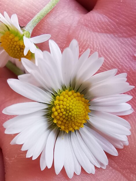 Foto close-up van een witte madeliefjesbloem