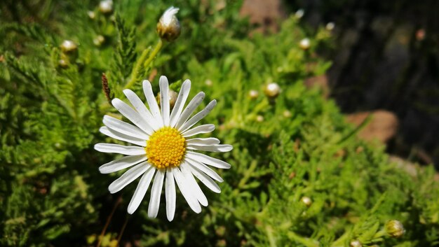 Foto close-up van een witte madeliefjesbloem