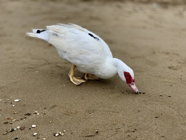 Close-up van een witte musk-eend op het zandstrand bij daglicht