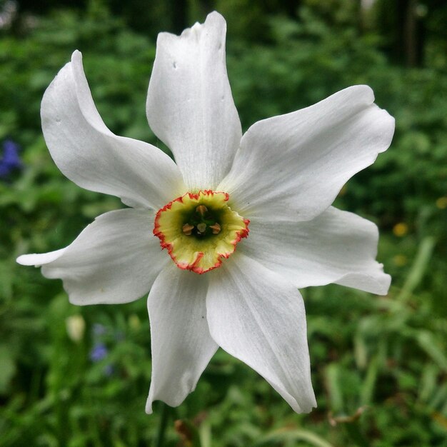 Foto close-up van een witte narcissus die buiten bloeit