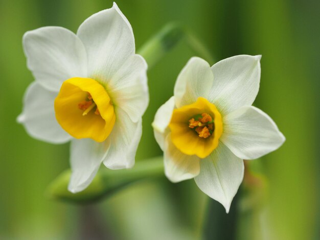 Foto close-up van een witte narcissus