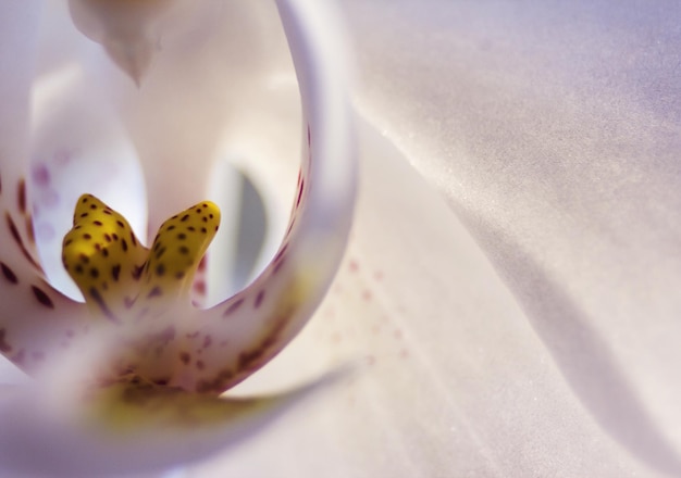 Foto close-up van een witte orchidee