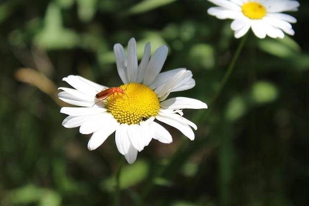 Foto close-up van een witte osteosperm die buiten bloeit