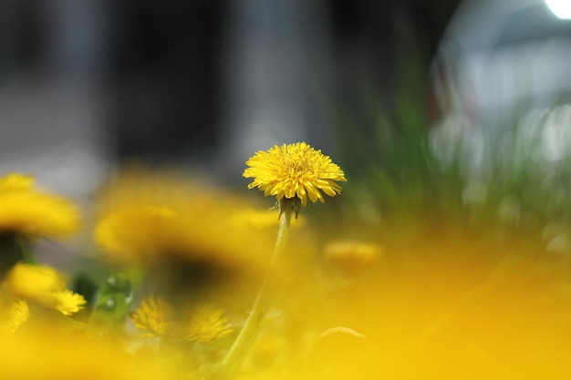 Close-up van een witte paardenbloem in het veld