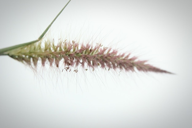 Foto close-up van een witte paardenbloem tegen een blauwe achtergrond