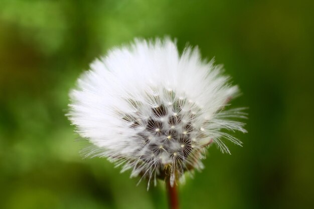 Close-up van een witte paardenbloem