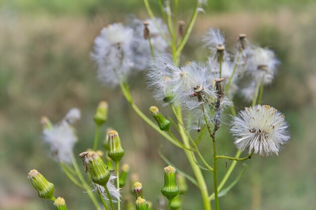 Foto close-up van een witte paardenbloem