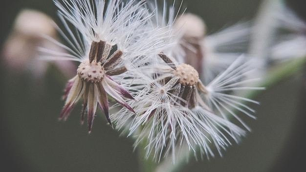 Foto close-up van een witte paardenbloem