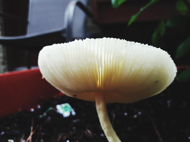 Foto close-up van een witte paddenstoel