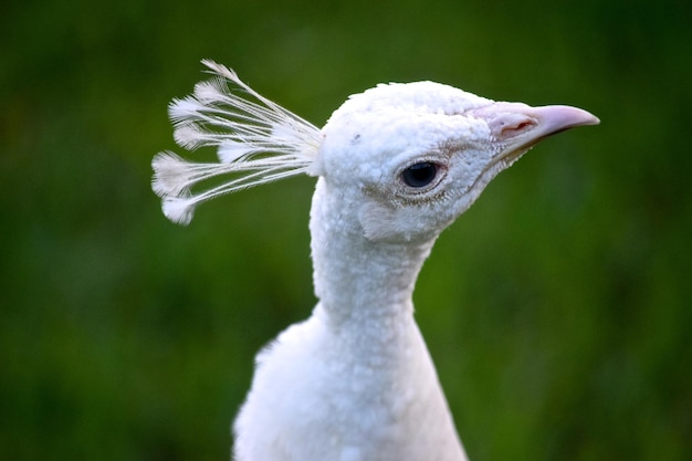 Close-up van een witte pauw