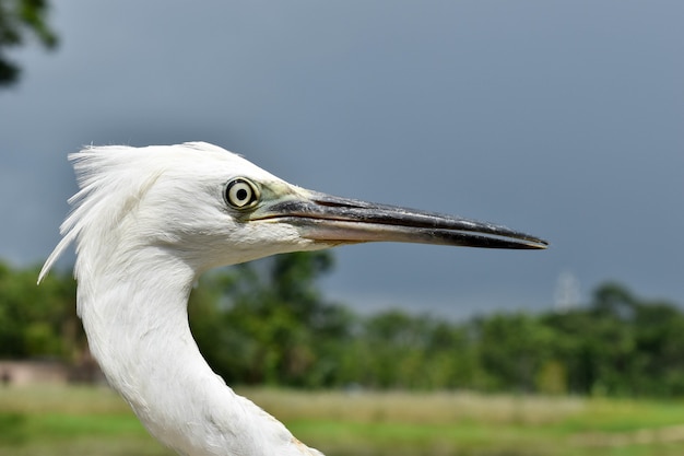 Close-up van een witte reiger buiten bij daglicht