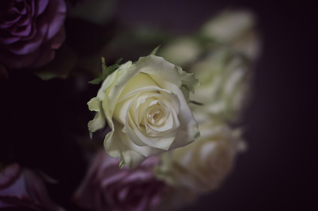 Close-up van een witte roos die bloeit