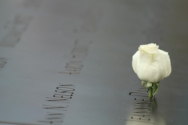 Foto close-up van een witte roos op een graf op een begraafplaats