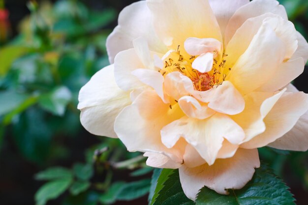 Foto close-up van een witte roos