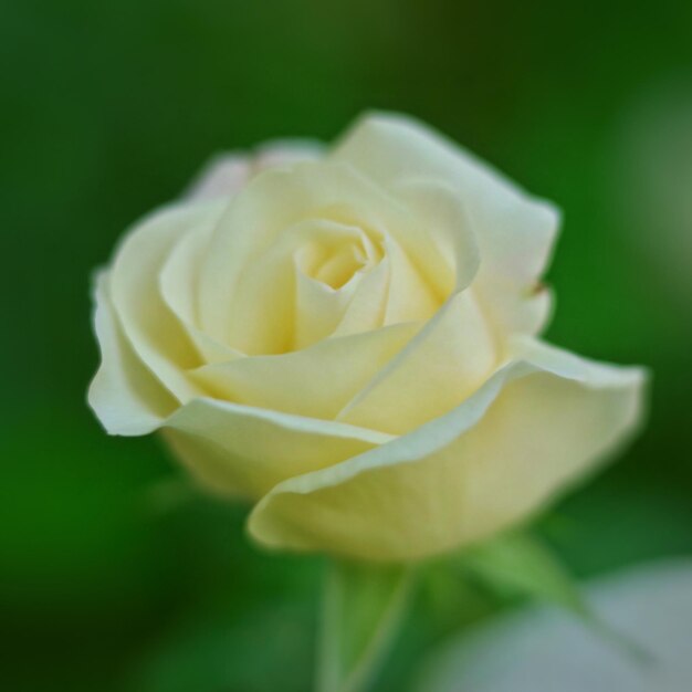 Foto close-up van een witte roos