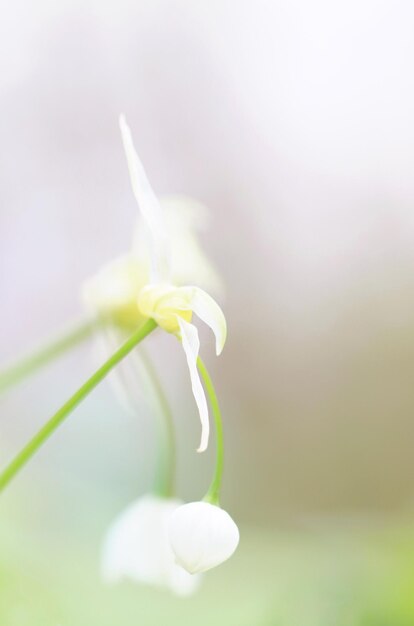 Close-up van een witte roosbloem