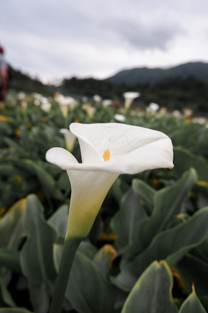 Foto close-up van een witte rozenbloem