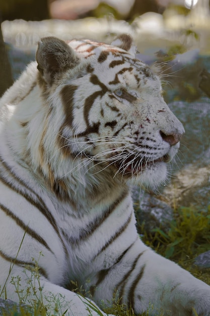 Foto close-up van een witte tijger die op het veld zit