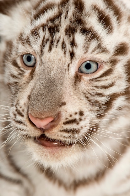 Close-up van een witte tijgerwelp