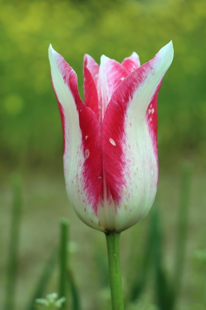 Close-up van een witte tulpbloem in het veld.