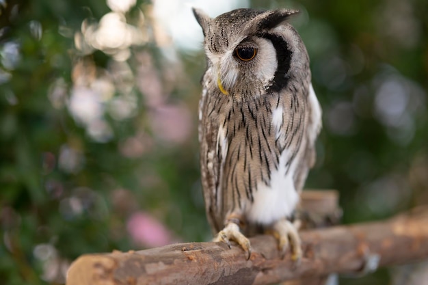 Close-up van een witte uil die op een boomstam staat