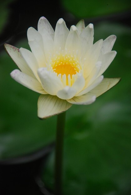 Close-up van een witte waterlelie die buiten bloeit