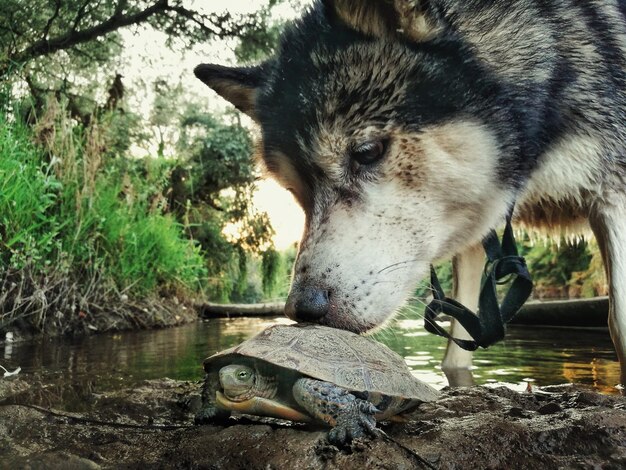 Foto close-up van een wolf die een schildpad ruikt bij een meer in het bos