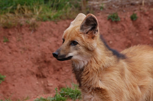 Close-up van een wolf met manen