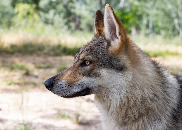 Close-up van een wolfhond