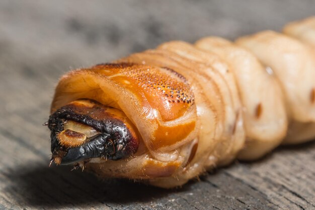 Foto close-up van een worm op een houten tafel