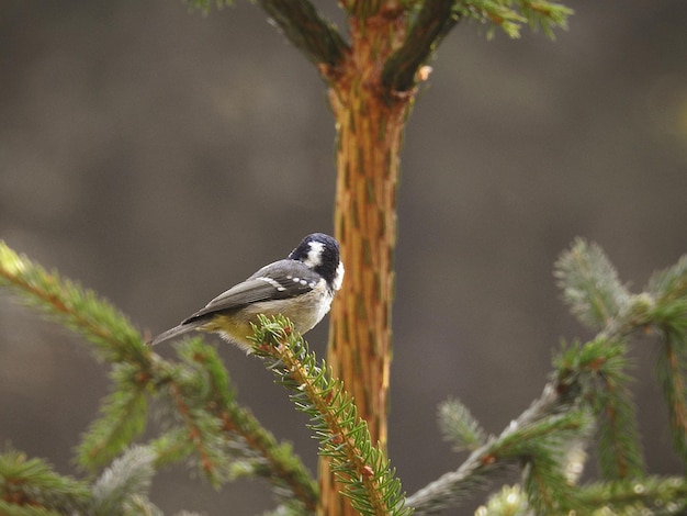 Close-up van een zangvogel die op een boom zit