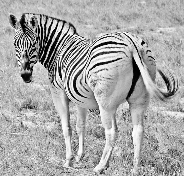 close up van een Zebra monochroom