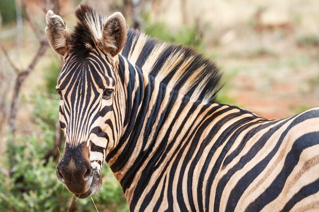 Foto close-up van een zebra