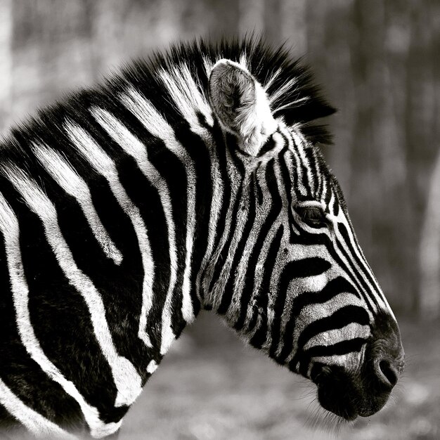 Foto close-up van een zebra