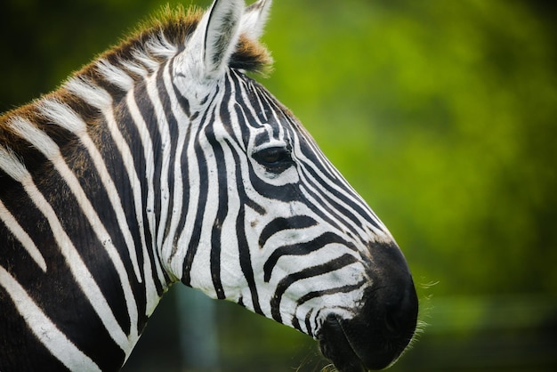 Close-up van een zebra