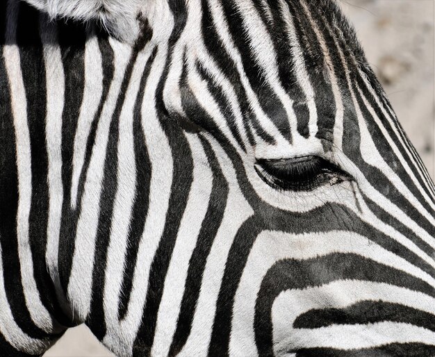 Close-up van een zebra