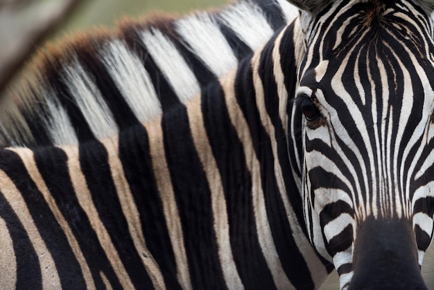 Foto close-up van een zebra