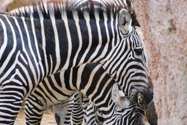 Foto close-up van een zebra