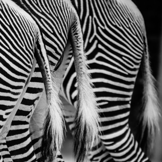 Foto close-up van een zebra