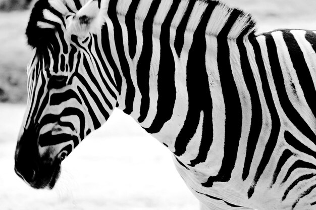 Foto close-up van een zebra