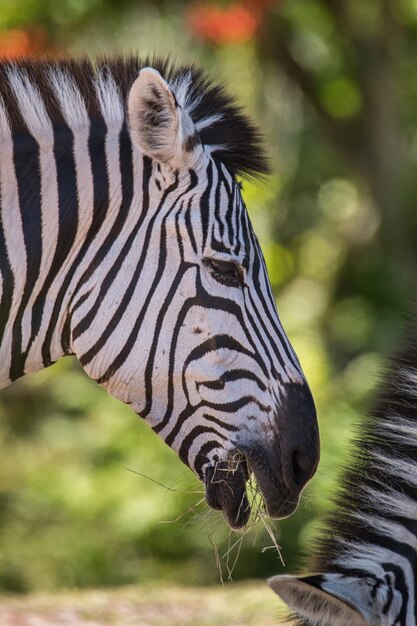 Foto close-up van een zebra