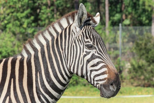 Foto close-up van een zebra