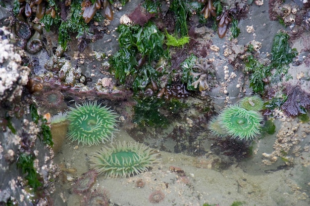 Foto close-up van een zee-anemone in het water aan wal