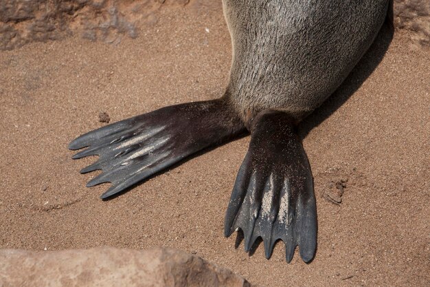 Close-up van een zeeleeuw die op het zand op het strand ligt