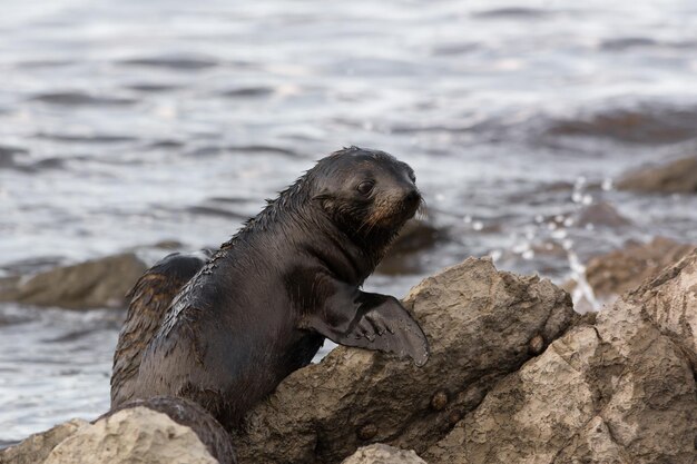 Foto close-up van een zeeleeuw op een rots op het strand