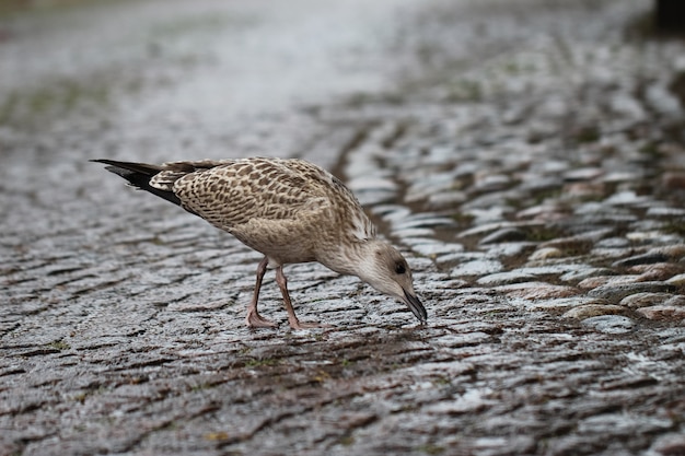 close-up van een zeemeeuw genesteld in de regen op een straatsteen