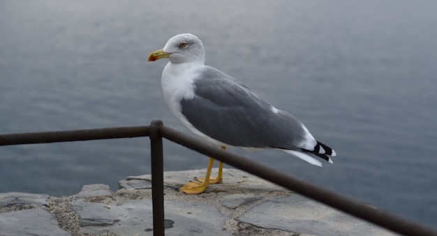 close-up van een zeemeeuw in een zeegezicht